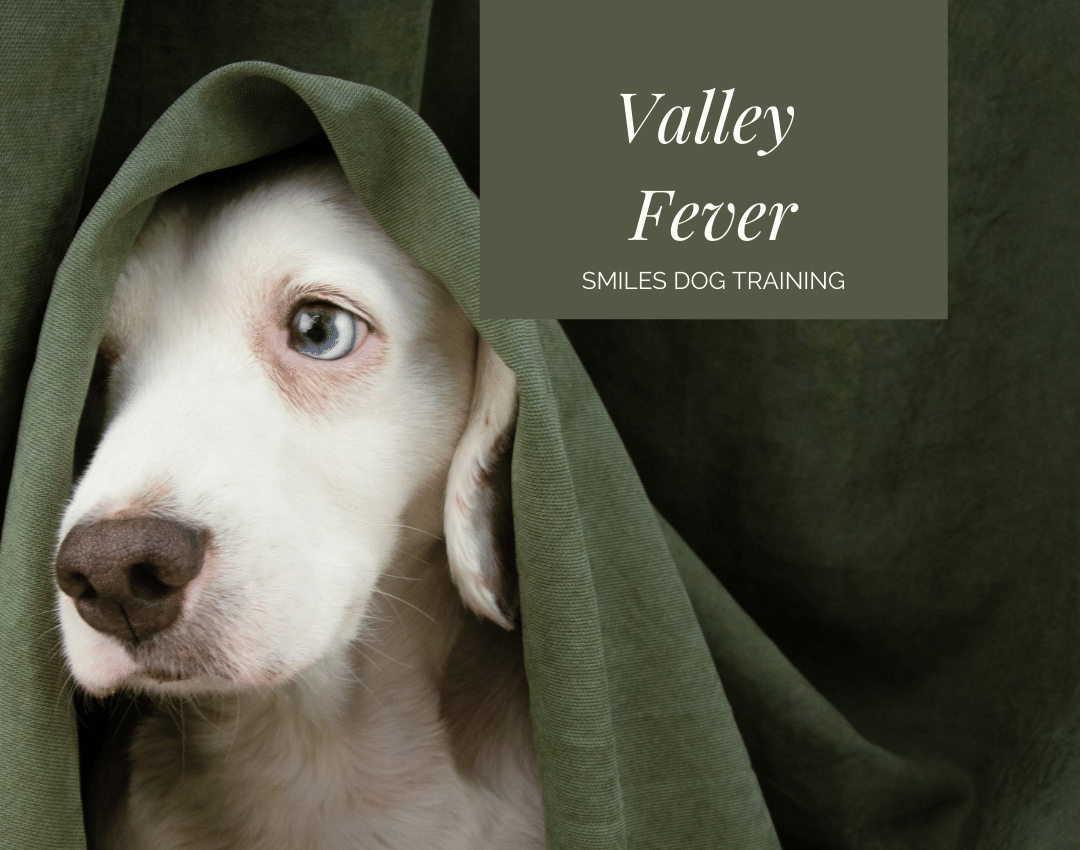 Valley fever Arizona beware! Smiles Dog Training