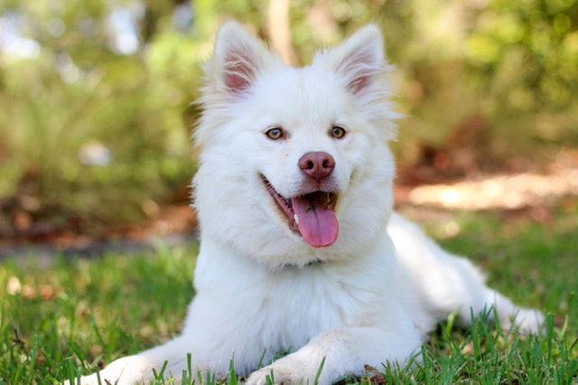 A white dog laying in the grass with its tongue out, participating in training for dogs.