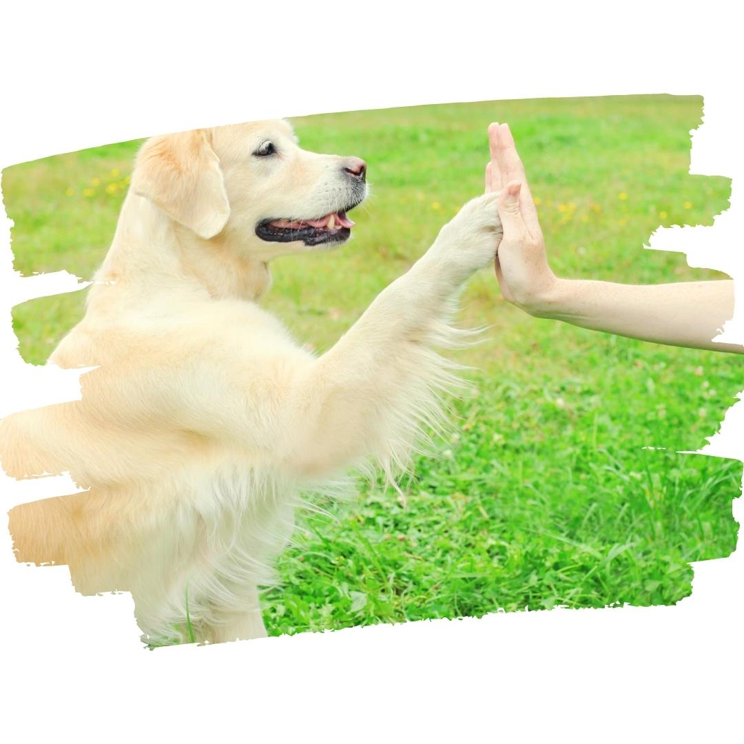 A golden retriever is giving a high five to a person.