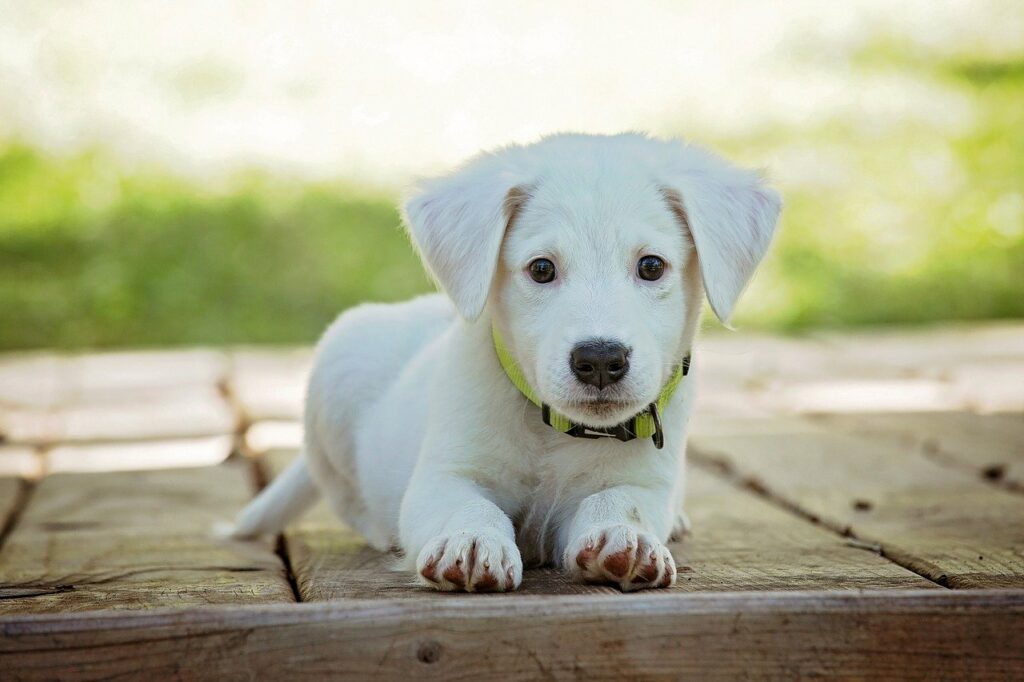 A white puppy laying on a wooden deck.