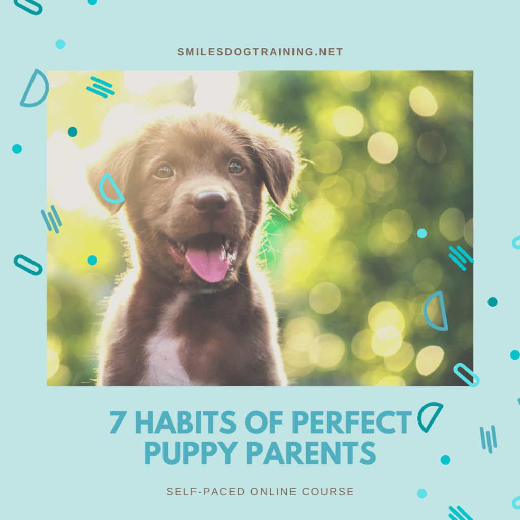 Online Courses, Puppy Training