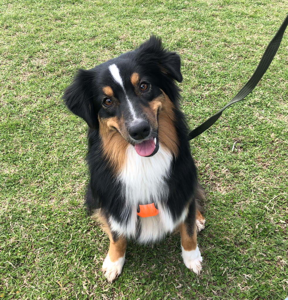 Home - Smiles Dog Training