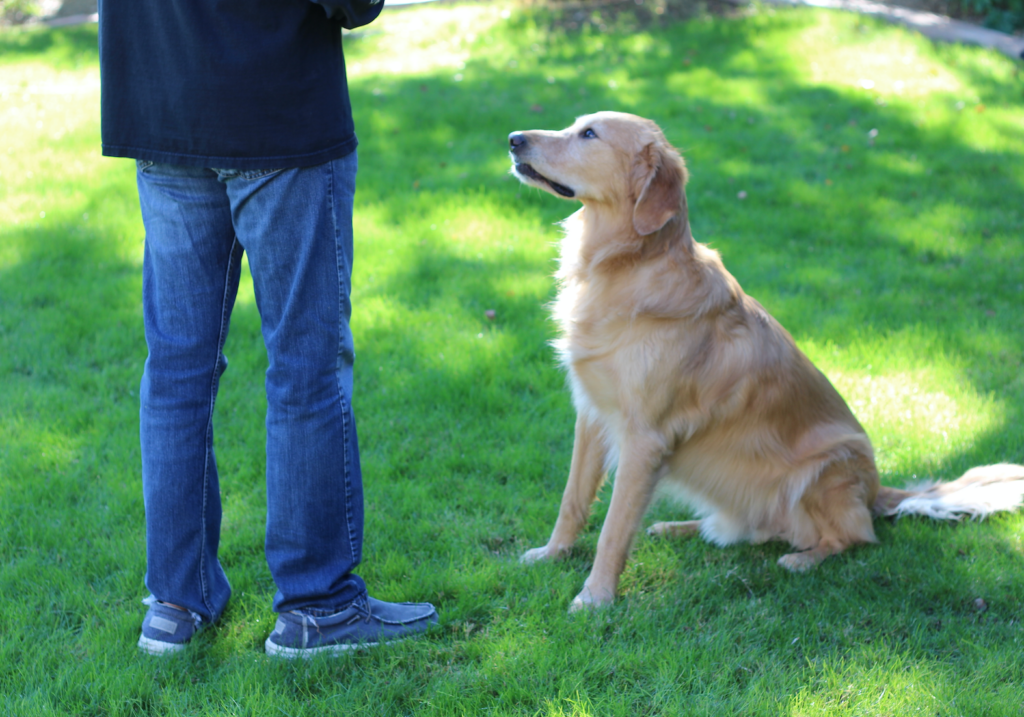 outside in green grass, male wearing black shirt, jeans, and sneakers, with a golden retriever sitting next to him