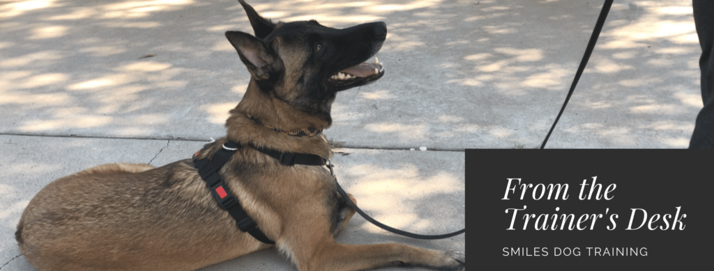 Belgian Malinois in a down position looking up at owner "From the Trainer's Desk"