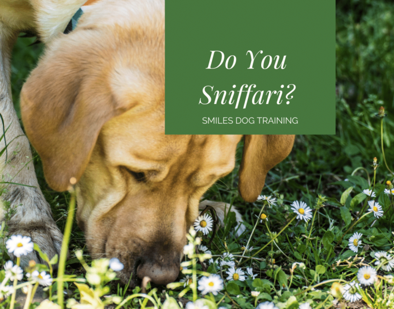 yellow lab sniffing white flowers "Do You Sniffari? Smiles Dog Training"