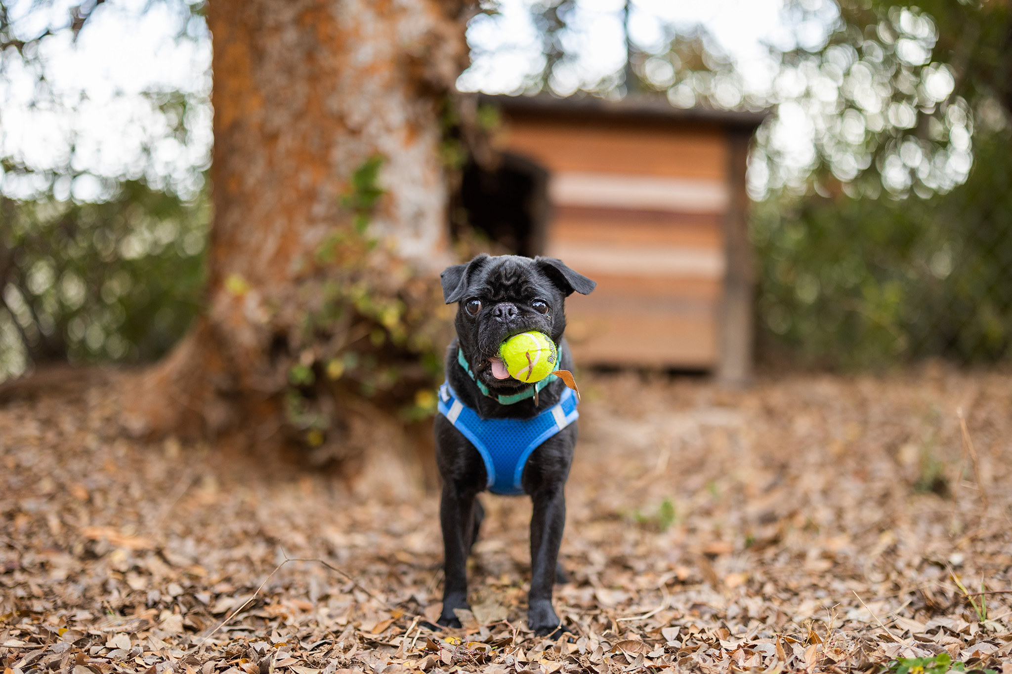 black pug wearing blue harness with ball in mouth outside with leaves on ground and dog house in the background