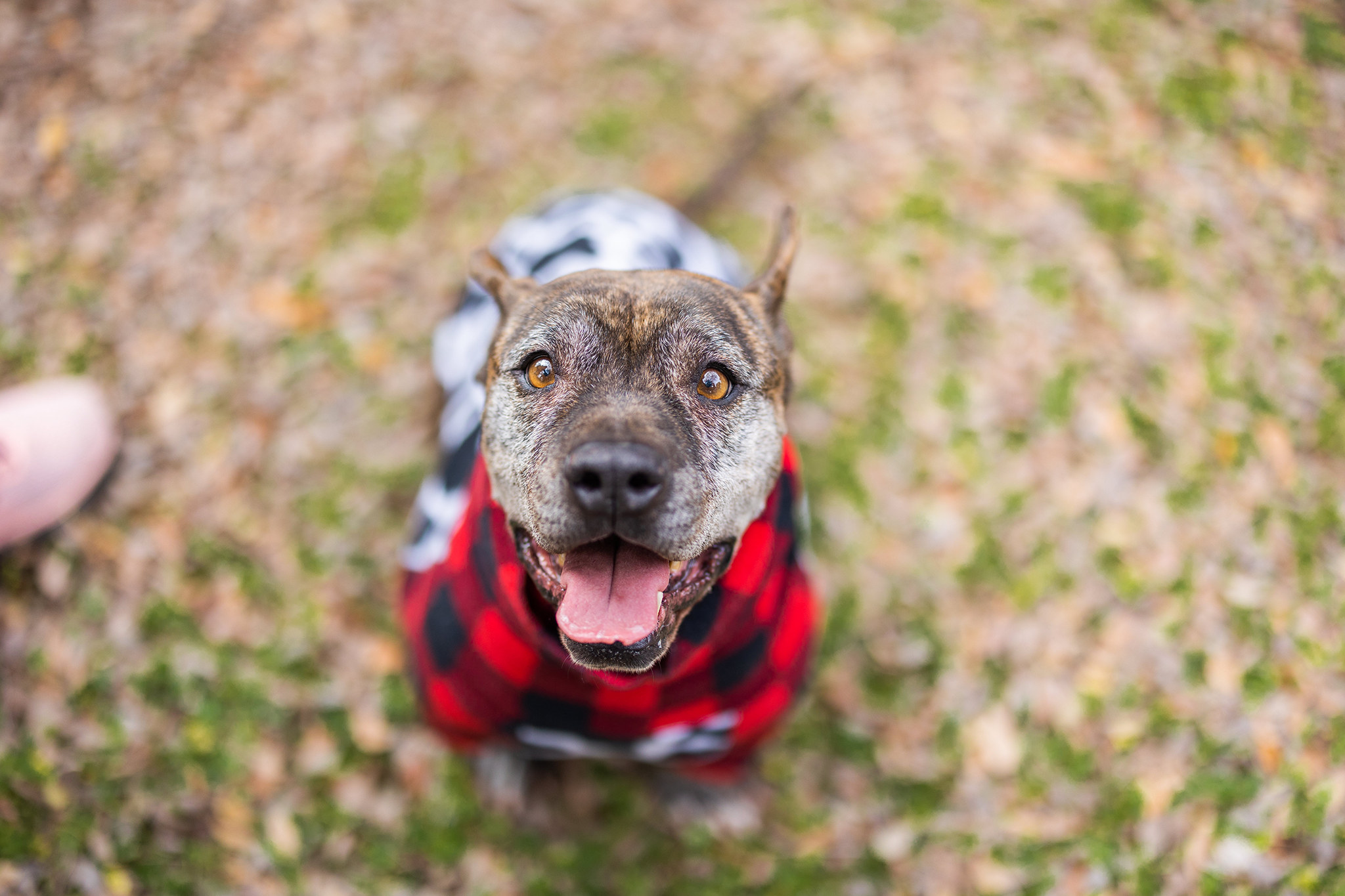brindle pit bull wearing a red and black sweater looking up at the camera while outside sitting down