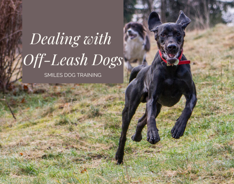 Black dog with red collar and second dog in background running at camera , with words Dealing with Off Leash Dogs