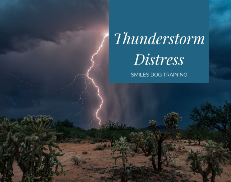 lightning striking desert of cacti, stormy clouds in sky, text: Thunderstorm Distress, Smiles Dog Training on a blue box background