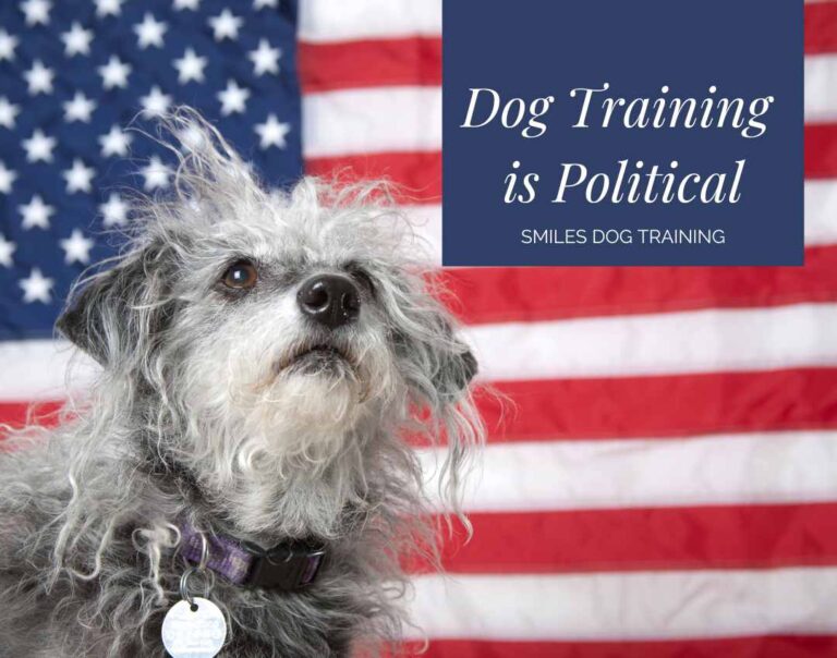 A scruffy dog sits in front of an American flag with text "Dog Training is Political" and "Smiles Dog Training" in the top right corner.