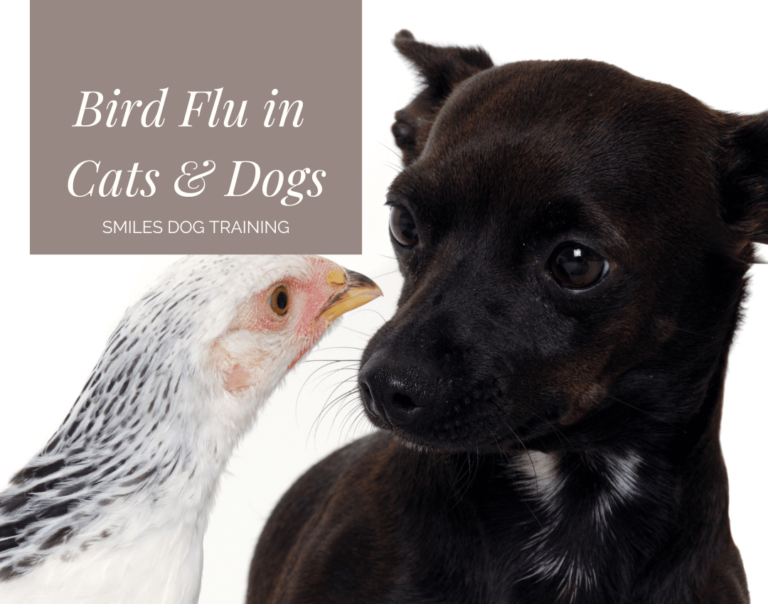 Chicken and black dog facing each other. Text on image reads, "Bird Flu in Dogs and Cats - Smiles Dog Training.